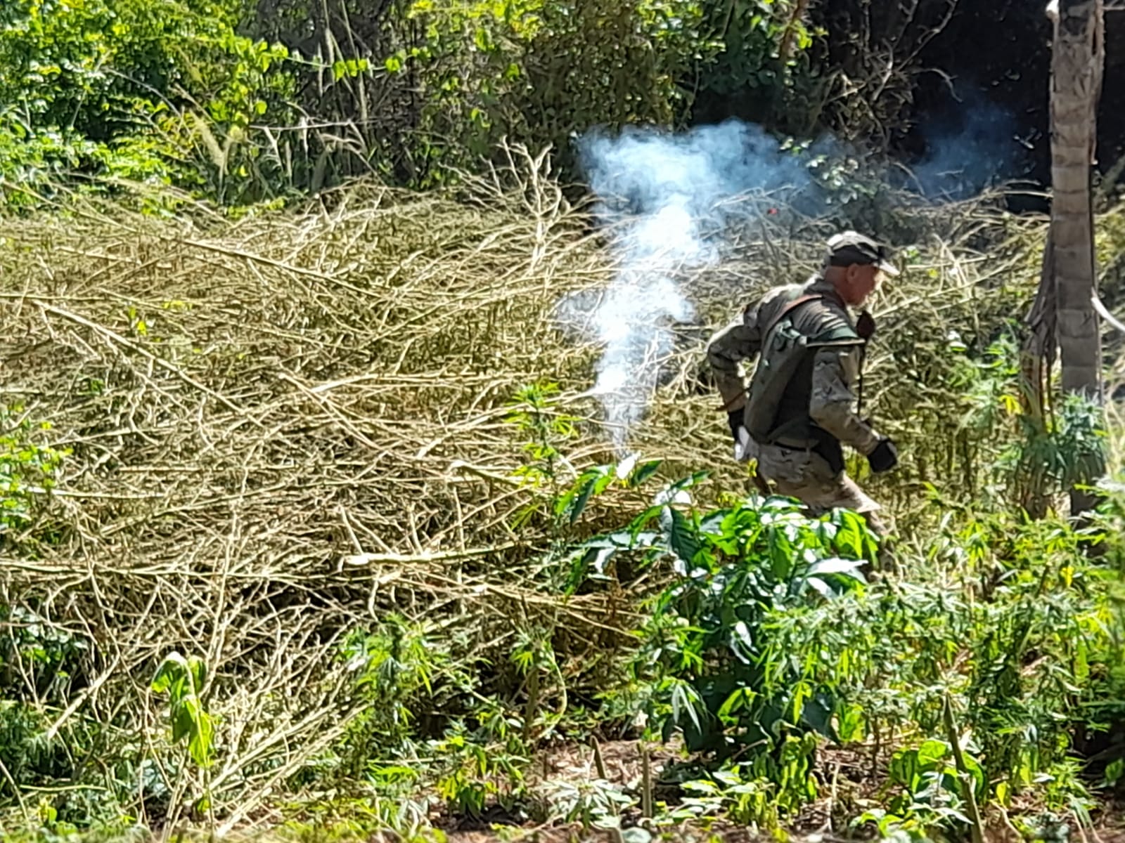 SENAD elimina 12 toneladas de droga en Bella Vista Norte