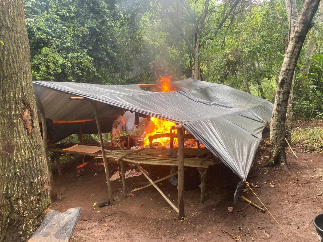 Nueve hectáreas de plantación de marihuana en Zanja Pytã son destruidas por la Senad