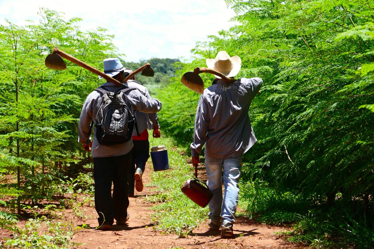 Detectan una enfermedad renal en jóvenes agricultores