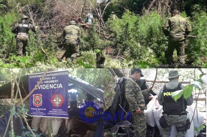 Antinarcoticos de Amambay destruye marihuana en zona de Bado