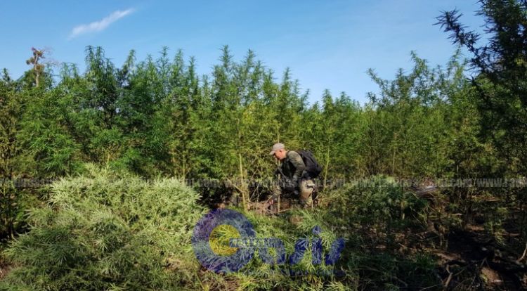 Anulan 255 toneladas de marihuana en la Reserva Morombí