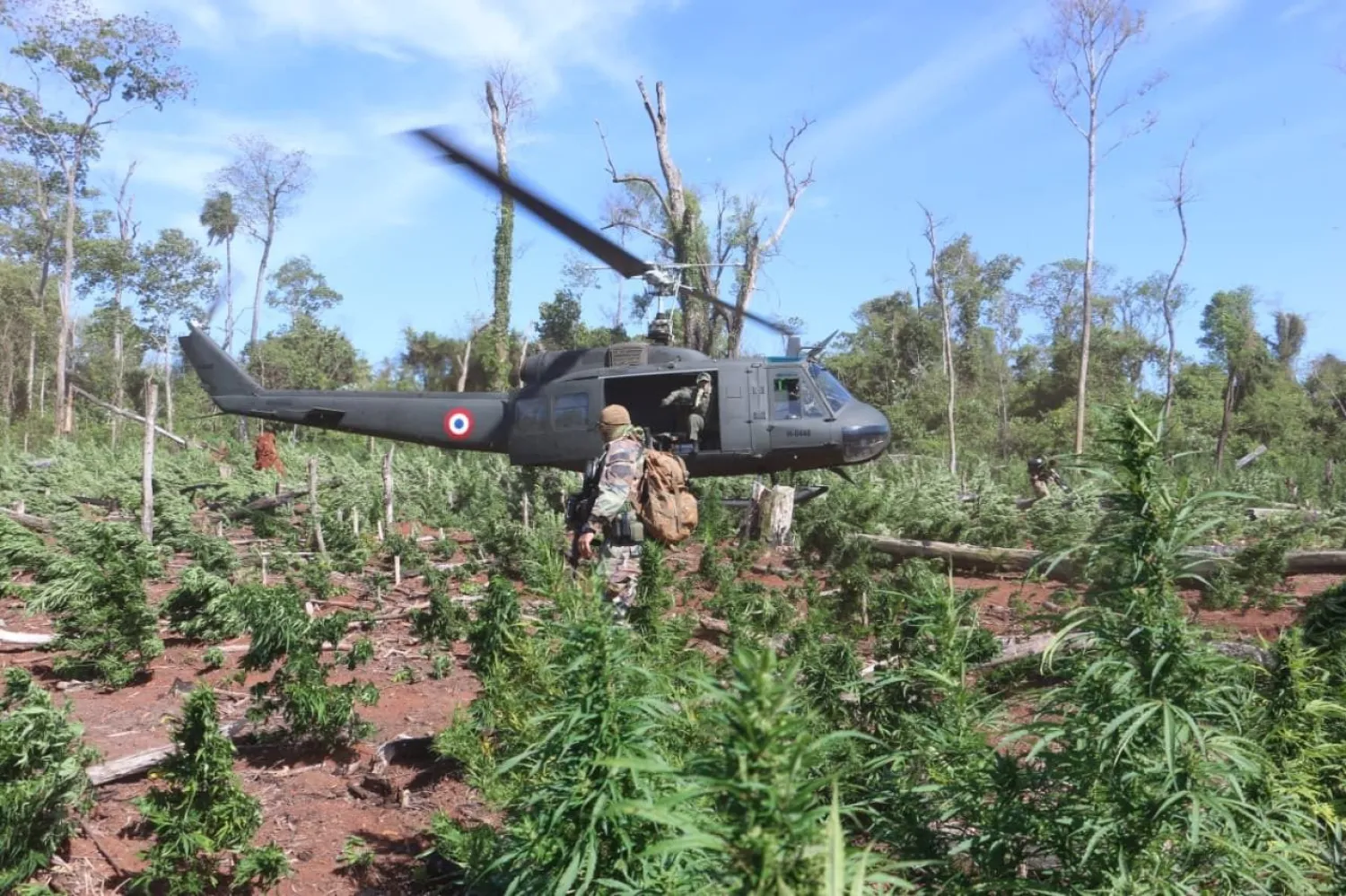 Senad y Policía Federal del Brasil intensifican la lucha contra la marihuana con un operativo conjunto