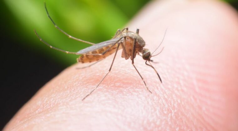 Fiebre Mayaro ingresará al país en breve, advierten: “Hay que evitar el virus”