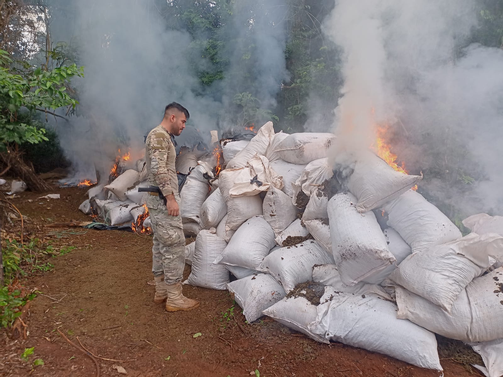 Detectan una "ciudadela" de producción de marihuana a gran escala en Concepción