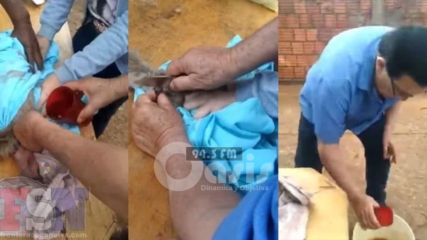 Critican castración irregular de gatos en Pedro Juan 