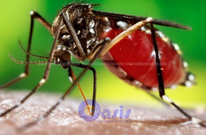 Dengue: 3 de los 94 casos se reportaron en Pedro Juan
