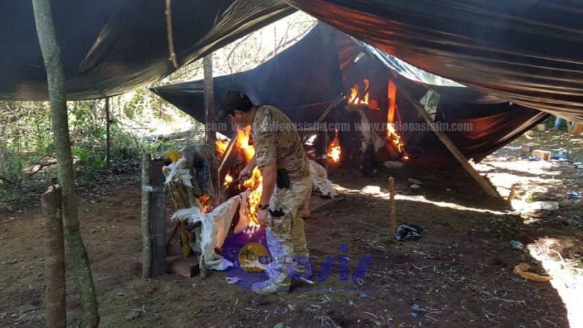 Destruyen campamento marihuanero en Pedro Juan