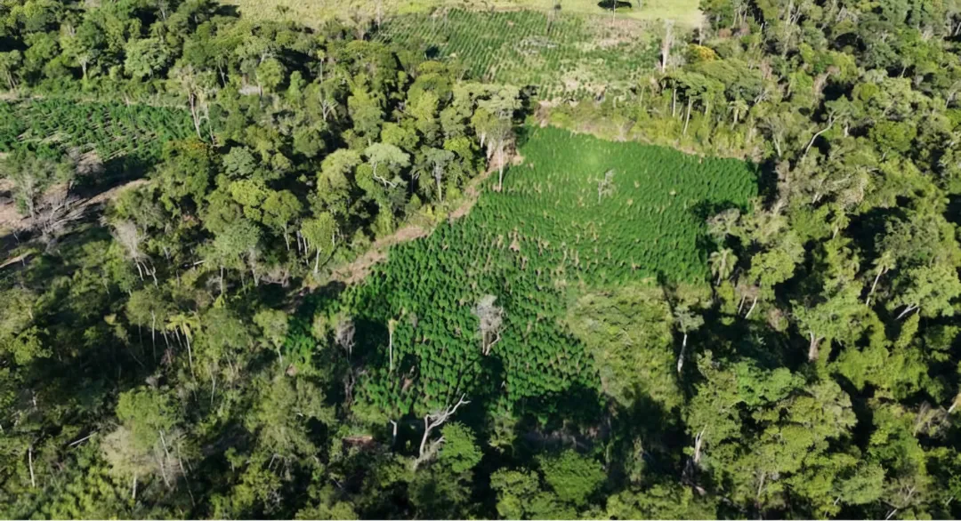 Campamento narco es desmantelado en Bella Vista Norte 