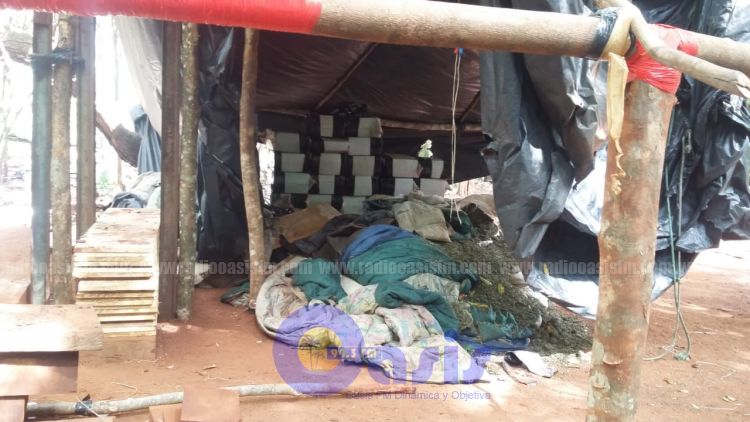 Antinarcóticos destruyen más de 2 toneladas de marihuana en Amambay