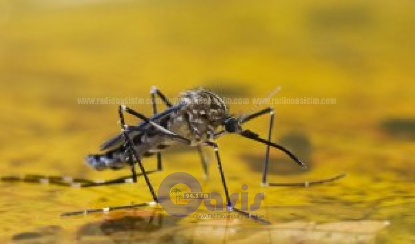 Efectos de chikungunya pueden extenderse por más de dos años