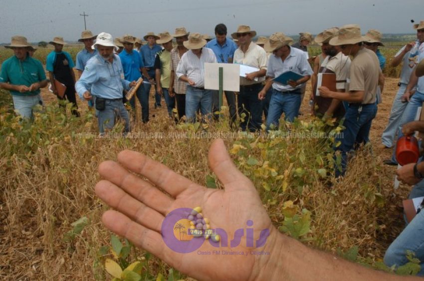 Productores de soja aseguran que impuesto será "nefasto para el sector"
