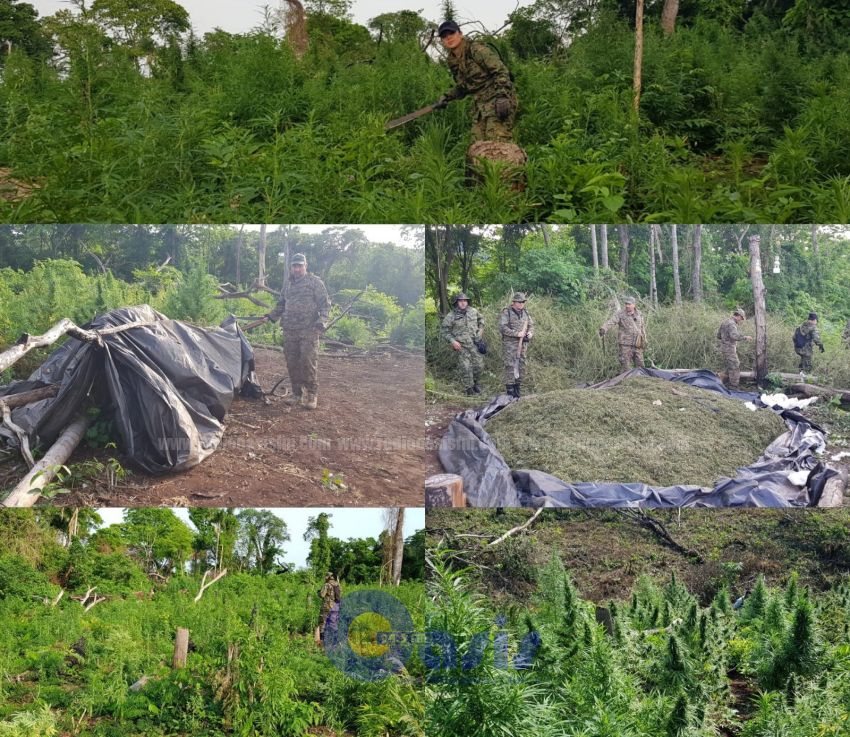 Operativo de Antinarcóticos en PJC: Destruyen 15 hectáreas de marihuana