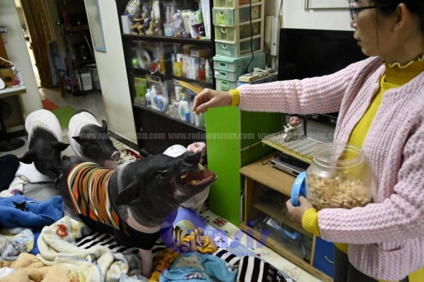 Una taiwanesa comparte piso con cuatro cerdos de compañía