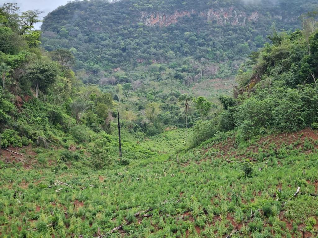 SENAD destruye 4 hectáreas  e incineran más de 5 toneladas de marihuana en Ñandejara Puente