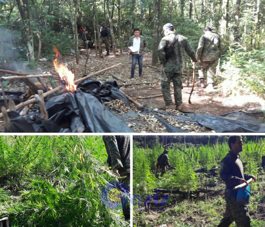 Destruyen plantación de marihuana en reserva natural