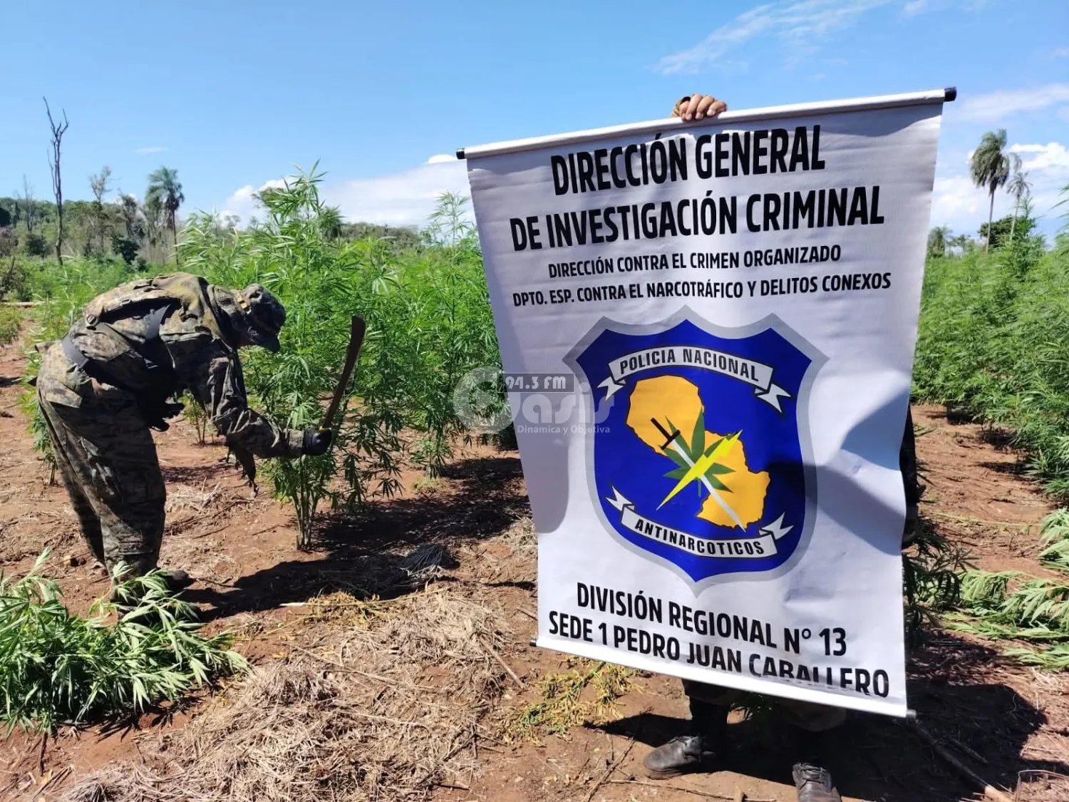 Destruyen 7 hectáreas de supuesta marihuana y campamentos narco en Cerro Corá
