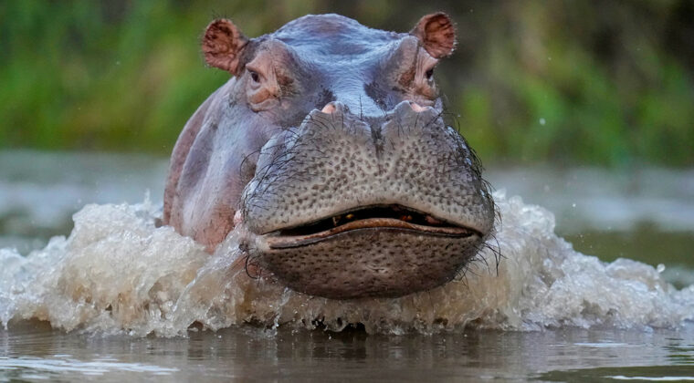 Muere un hipopótamo de Pablo Escobar en accidente de tránsito