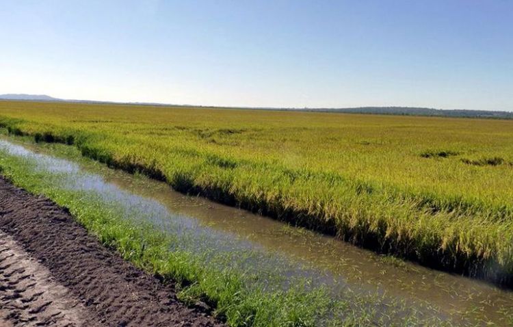 Avizoran oscuro panorama para el arroz paraguayo