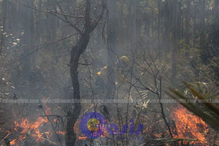 Más de 60.000 hectáreas devastadas y se reinician más focos de incendio