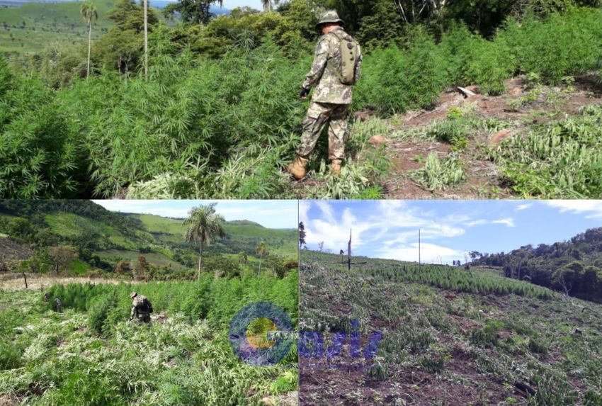 Senad destruyó 26 hectáreas de marihuana en la colonia Cerro 21