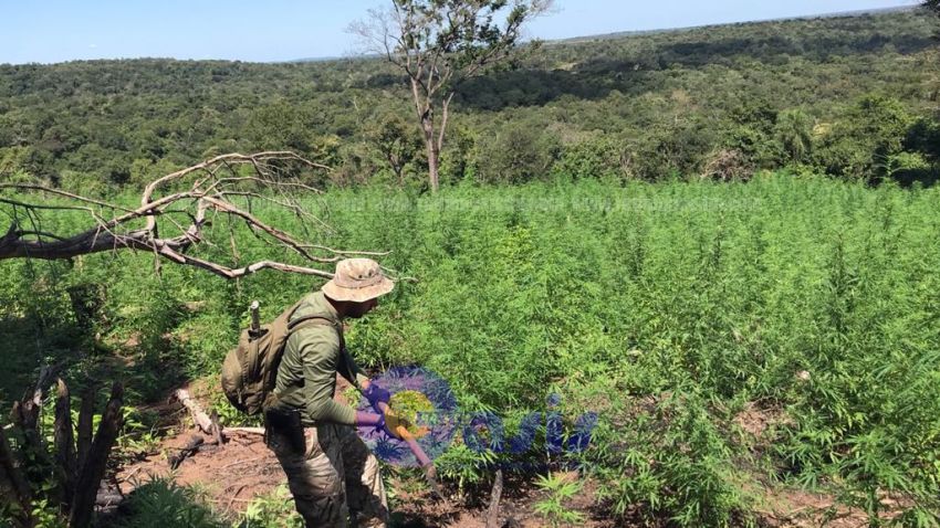 Senad destruyo  plantación de marihuana en la zona de Bella Vista
