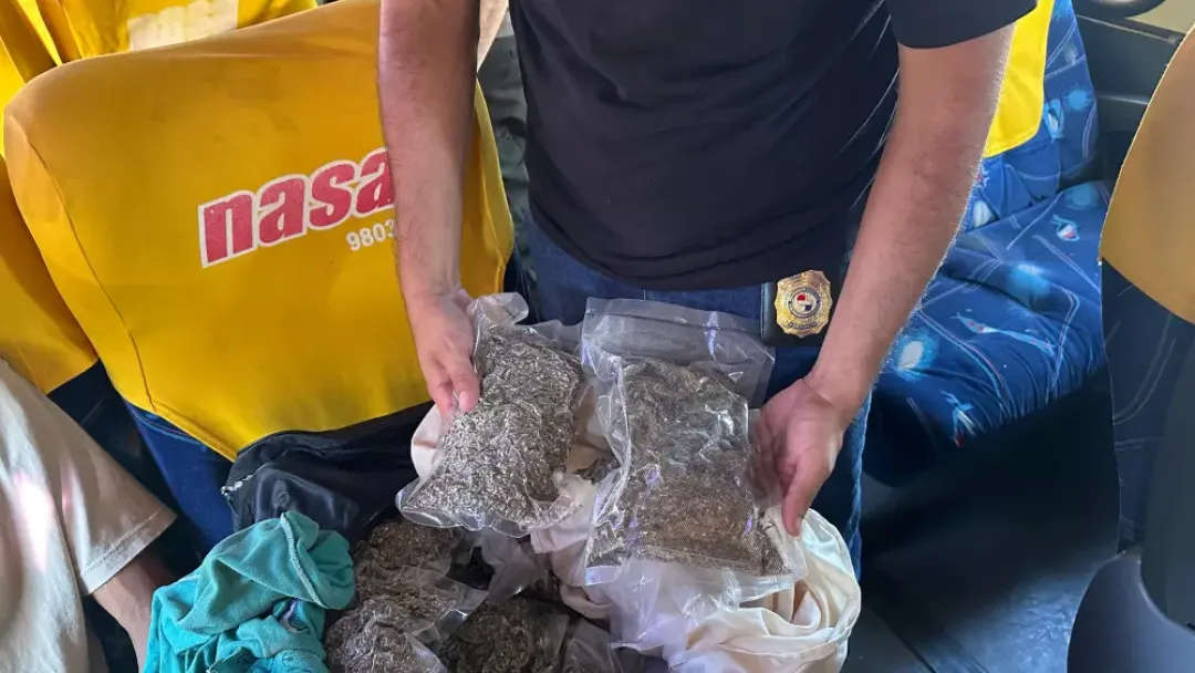 Pasajero de bus que transportaba marihuana vip en Concepción fue detenido