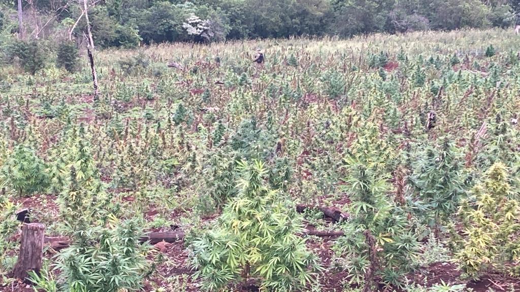 Desmantelan narcocampamentos y anulan 13 toneladas de marihuana en la Reserva San Rafael