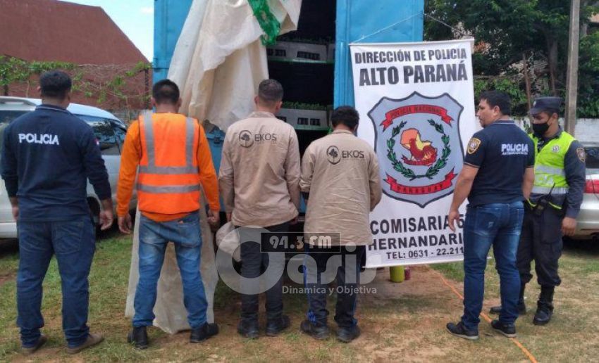Cuatro detenidos por transporte ilegal de plantines de cannabis