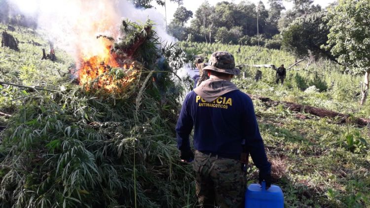 Antinarcoticos destruyen plantaciones de marihuana en zona de Pedro Juan