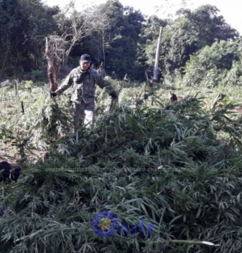 Antinarcóticos destruyen cultivos de marihuana en zona de Capitán Bado