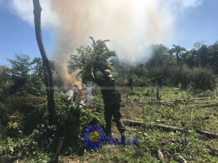 Antinarcóticos  destruyó 7 toneladas de marihuana en zona de Cap Bado
