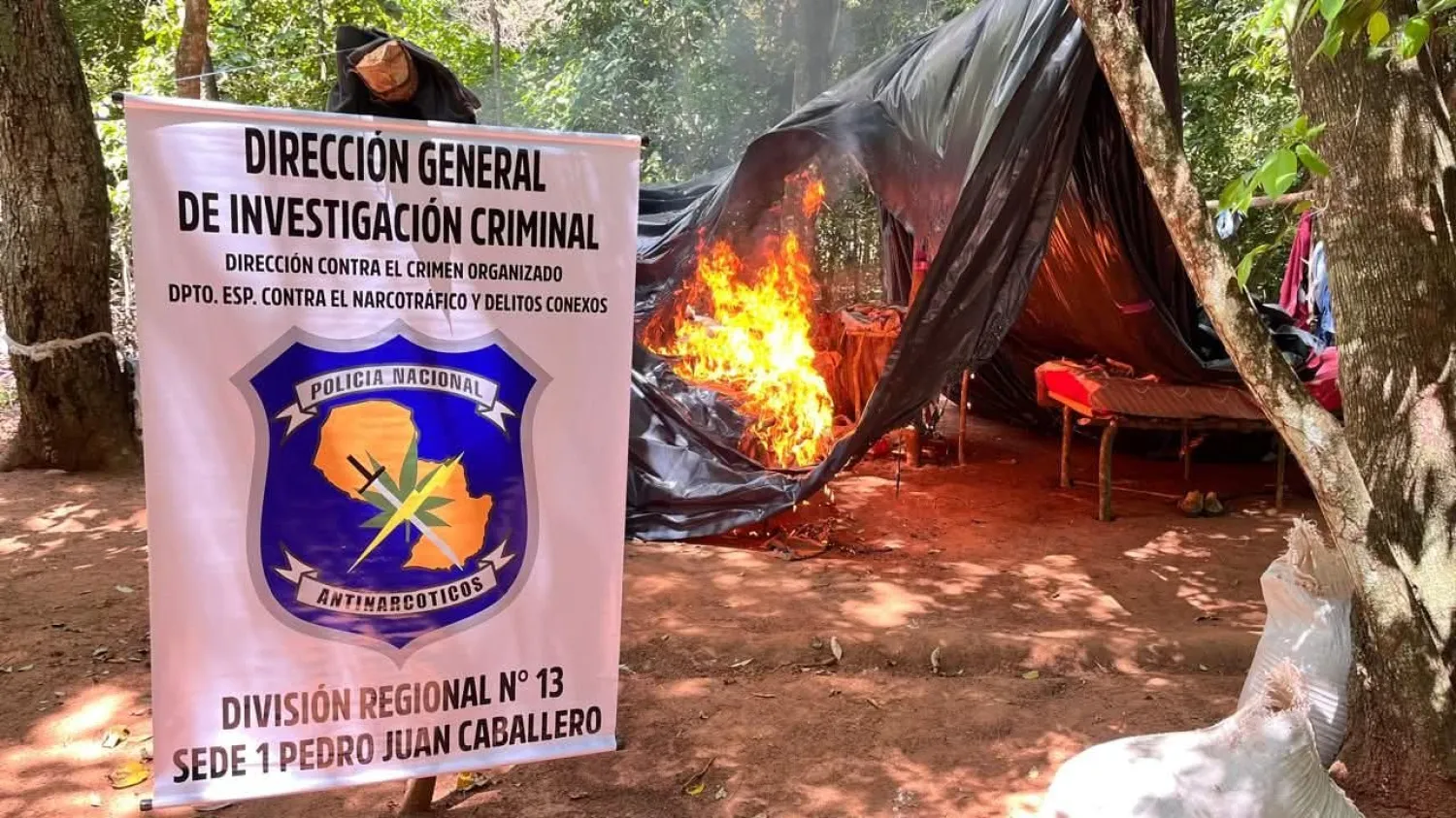 Destruyen 14 hectáreas de marihuana en operativo antidrogas en Bella Vista Norte