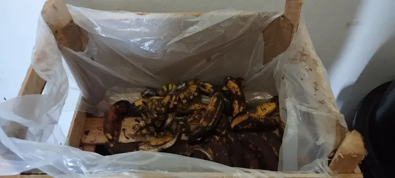 En Bella Vista Norte concejales constataron mala calidad de alimentos del almuerzo escolar