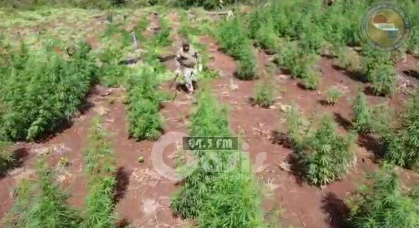 Operativo Nueva Alianza XXX:  Destruyen 36 Hectáreas en zona de Capitán Bado 