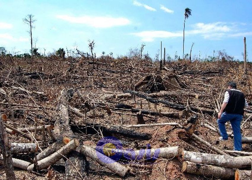 Fin al decreto deforestador