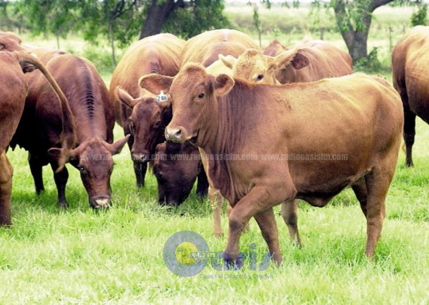 Exportación de carne con 12% de caída