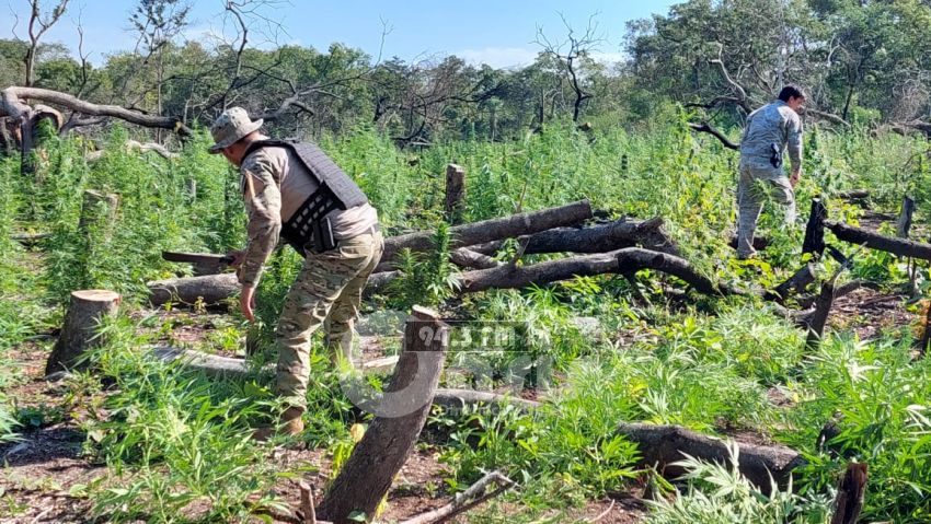 SENAD destruye más de 16 toneladas de marihuana en Bella Vista Norte