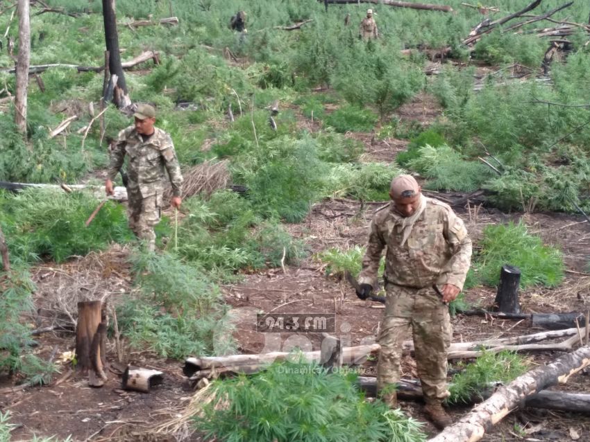 Operativo Nueva Alianza XXX: eliminan 397 toneladas de marihuana en cinco días