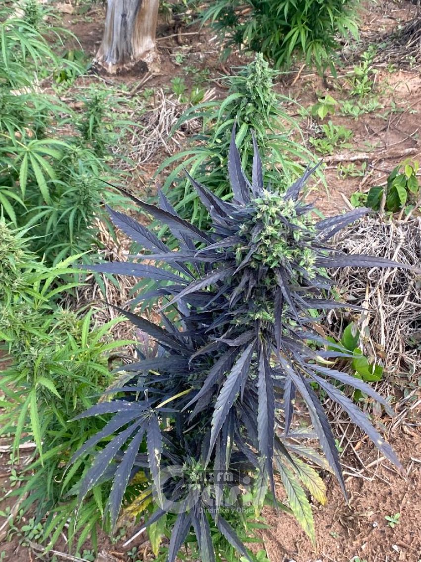 Destruyen cuatro hectáreas de marihuana en Capitán Bado