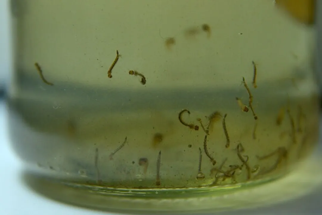 Salud confirma 110 casos positivos y más de 900 casos sospechosos de dengue a nivel país