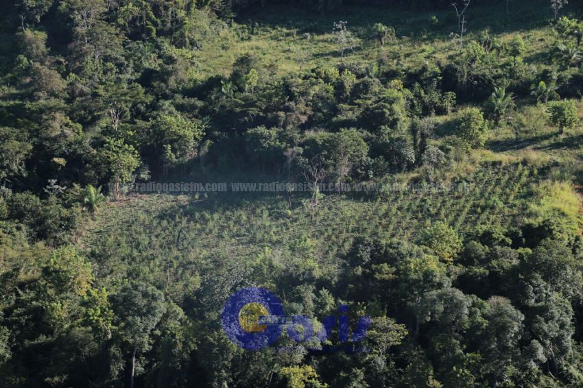 Mega Operativo Amambay II realizado por la Senad destruyó  413 toneladas de marihuana
