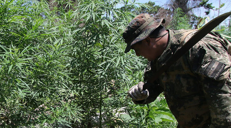 Indígenas desplazan a campesinos en cultivo de marihuana y trazan nuevo mapa del negocio, afirman