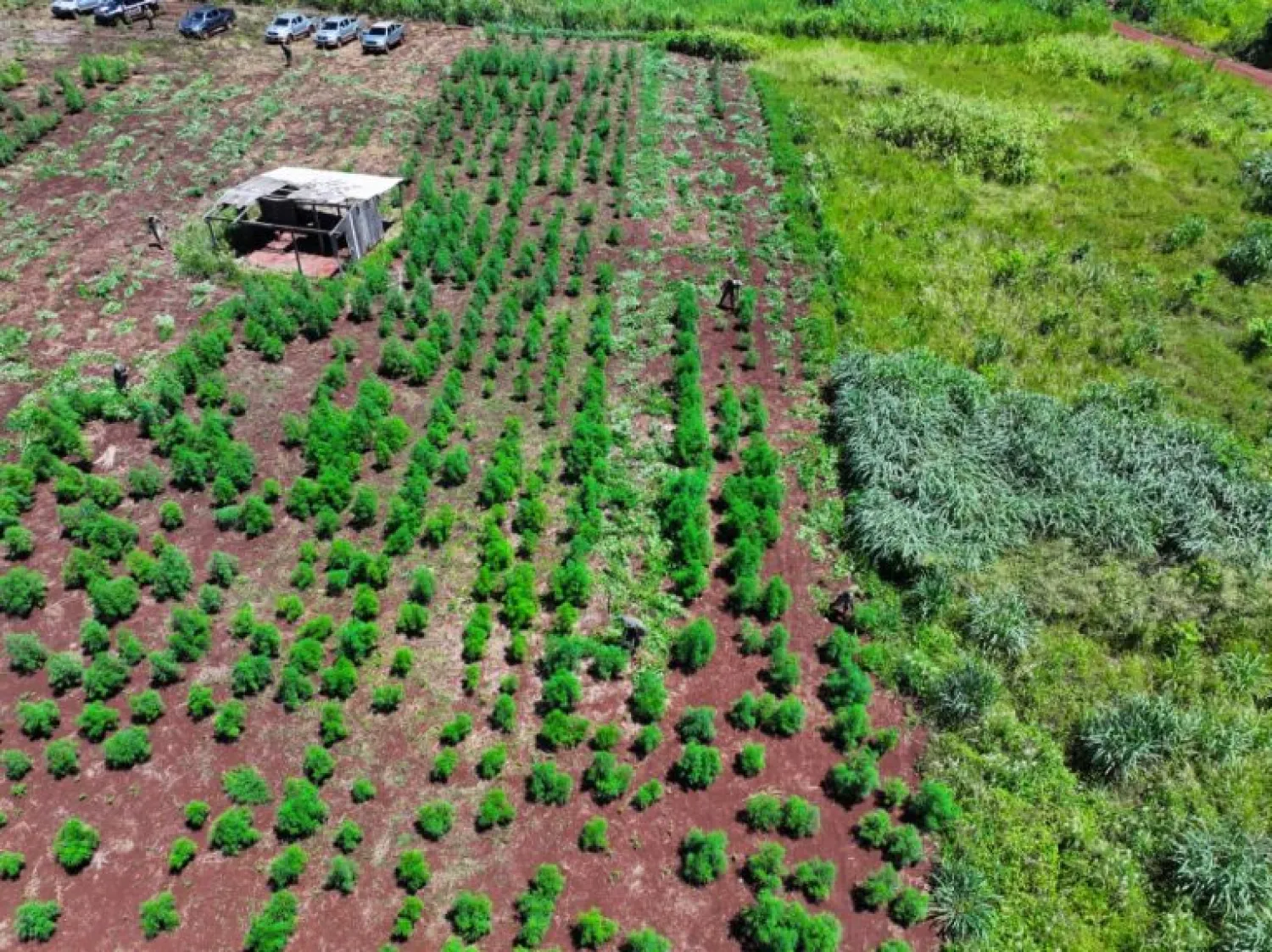 Golpe de USD 25,6 millones al narcotráfico con destrucción de casi 60 hectáreas de marihuana en Amambay