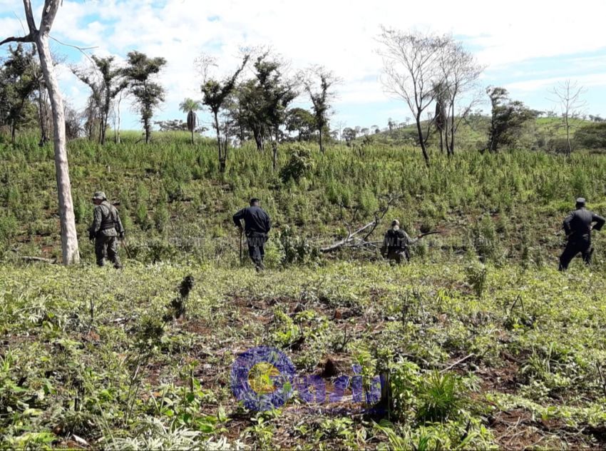 Destruyen plantaciones de marihuana en zona de enfrentamiento en Piray