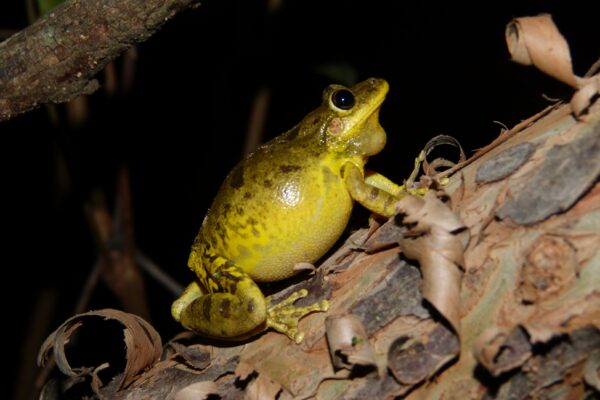 Investigadores aportan información sobre los cantos de anfibios en la biodiversidad paraguaya