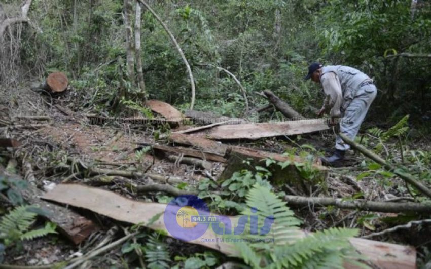 Paraguay campeón en deforestación, según ambientalista
