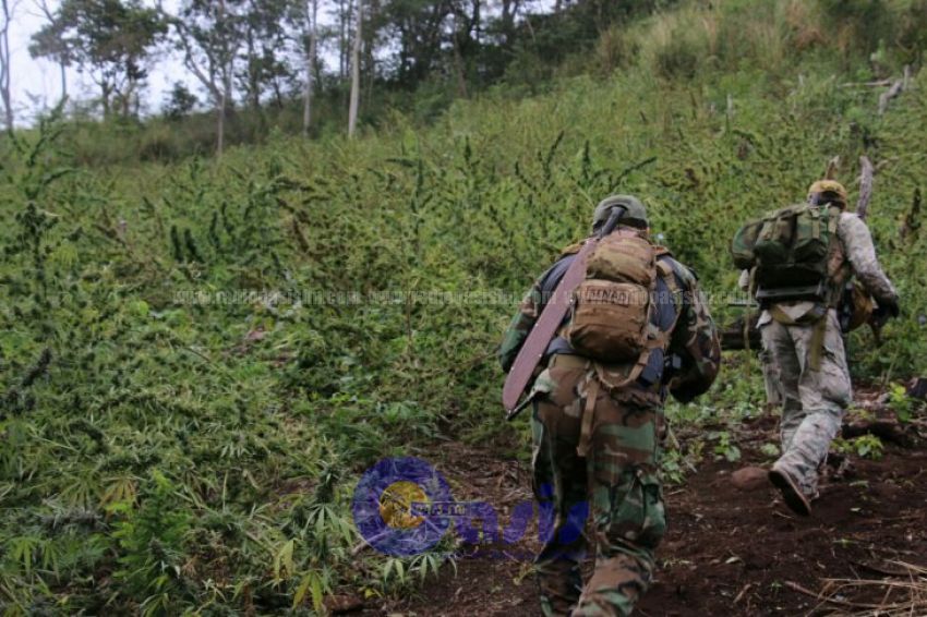 Senad  destruye 43 toneladas de marihuana en zona de Bella Vista