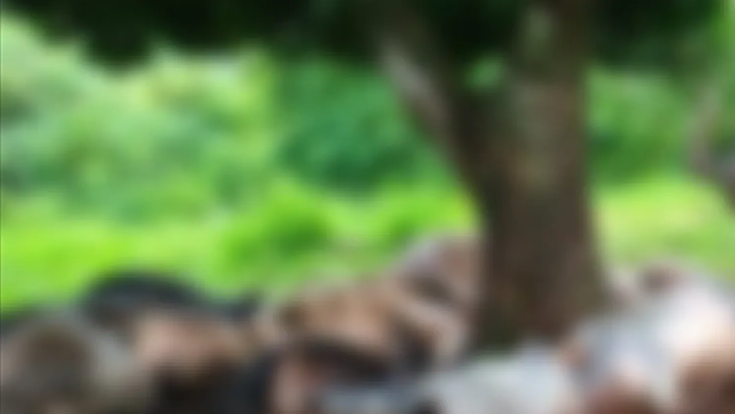 Un rayo mata a casi 20 vacas durante fuerte temporal en el Guairá