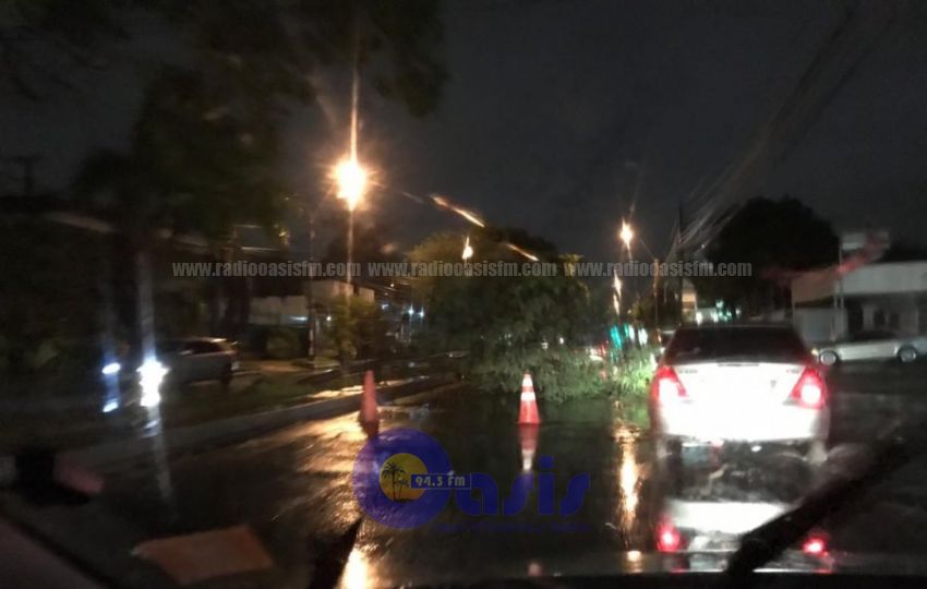 Tormenta echa árboles y avería semáforos