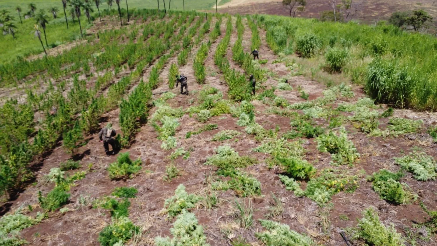 Destruyen 11 hectáreas de marihuana en operativo antidrogas en Amambay